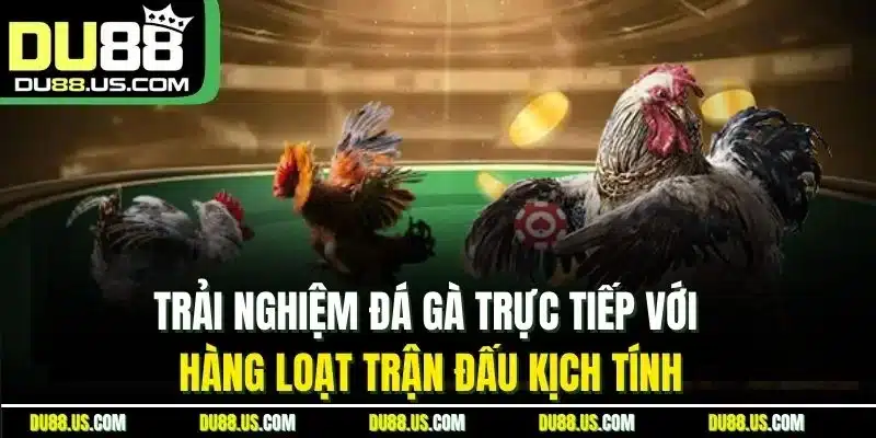 Trải nghiệm đá gà trực tiếp với hàng loạt trận đấu kịch tính